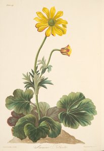 Anémona de hojas de ciclamen, de Ilustraciones florales de las estaciones, pub. 1829