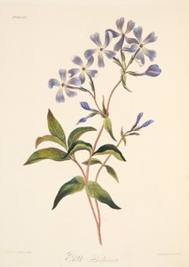 Lichnidea de floración temprana, de Ilustraciones florales de las estaciones, pub. 1829