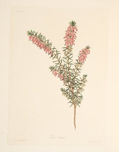 Brezo de floración temprana de color carne, de Ilustraciones florales de las estaciones, pub. 1829 de Margaret Roscoe