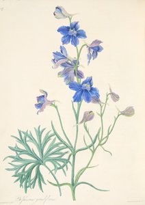 Espuela de caballero de flores grandes, de Ilustraciones florales de las estaciones, pub. 1829