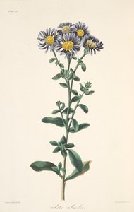 Áster italiano, de Ilustraciones florales de las estaciones, pub. 1829