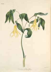 Bellwort de flores grandes, de Ilustraciones florales de las estaciones, pub. 1829