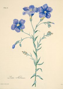 Lino de Narbona, de Ilustraciones florales de las estaciones, pub. 1829