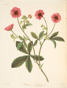 Potentilla de Nepal, de Ilustraciones florales de las estaciones, pub. 1829 de Margaret Roscoe
