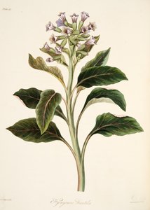 Hyoscyamus oriental, de Ilustraciones florales de las estaciones, pub. 1829 de Margaret Roscoe