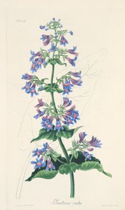 Penstemon de hojas ovadas, de Ilustraciones florales de las estaciones, pub. 1829 de Margaret Roscoe