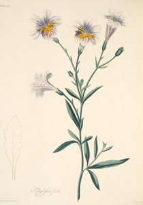 Salpiglosis pintada, de Ilustraciones florales de las estaciones, pub. 1829