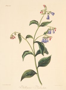 Pulmonaria paniculada, de Ilustraciones florales de las estaciones, pub. 1829 de Margaret Roscoe