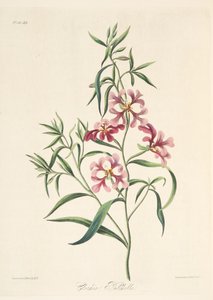 Clarkia bonita, de Ilustraciones florales de las estaciones, pub. 1829