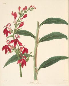 Lobelia refulgente, de Ilustraciones florales de las estaciones, pub. 1829
