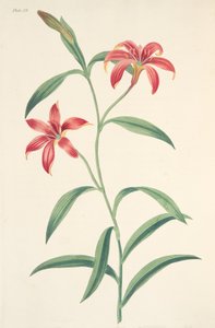 Lirio chino de un solo color, de Ilustraciones florales de las estaciones, pub. 1829 de Margaret Roscoe