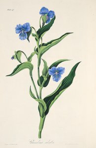 Commelina azul cielo, de Ilustraciones florales de las estaciones, pub. 1829 de Margaret Roscoe