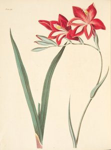 Hermosa Flor de Maíz, de Ilustraciones Florales de las Estaciones, pub. 1829
