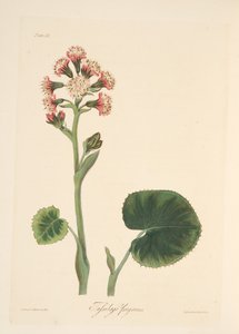 Heliotropo de invierno, de Ilustraciones florales de las estaciones, pub. 1829