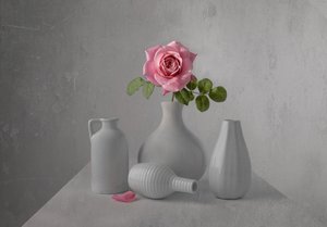 Naturaleza muerta con una delicada rosa rosa