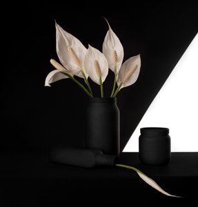 Elegante contraste con el lirio de la paz de Margareth Perfoncio