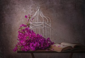 Bougainvillea rústica y un libro