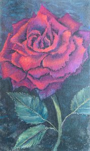 Belleza de la rosa. de Margo Starkey