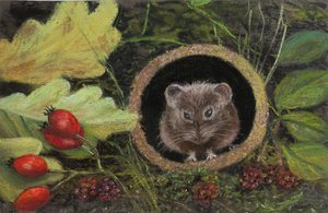 Ratón de Campo en Tubería de Drenaje