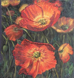 Primeras amapolas de Margo Starkey