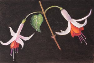 Fucsias de mi jardín