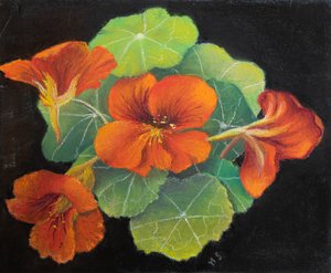 Capuchinas de Margo Starkey