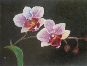 Orquídea en mi dormitorio de Margo Starkey