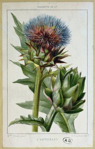 Alcachofa, lámina botánica, grabado por E. Fraillery