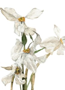 Narcisos, 2018 de Maria Basea