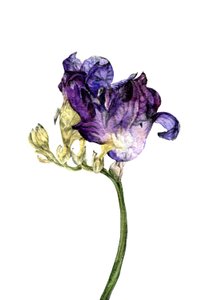 Flor de fresia, 2018 de Maria Basea