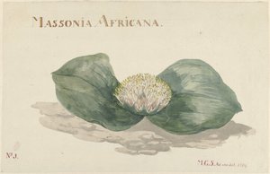 Bloem Massonia Africana MASSONIA AFRICANA (título sobre objeto) de Maria Geertruida Barbiers Snabilié