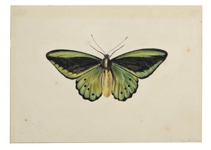 Mariposa verde común (Ornithoptera priamus) de Maria Margaretha van Os