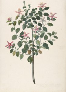 Estudio de una planta con flores rojo-púrpura Sebastiana africana purpurea, 1695 de Maria Monninckx