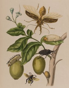 Ilustración de 
