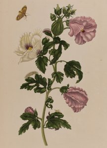 Ilustración de 