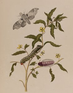 Ilustración de 