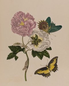 Ilustración de 