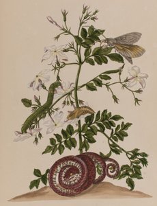 Ilustración de 