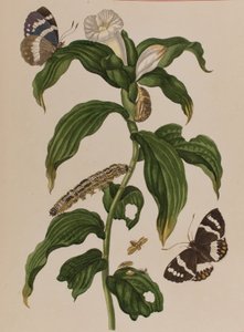 Ilustración de 