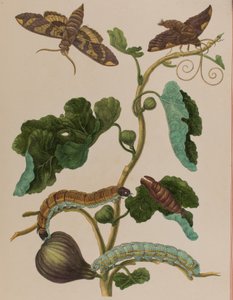 Ilustración de 