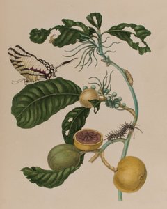 Ilustración de 