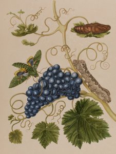 Ilustración de 