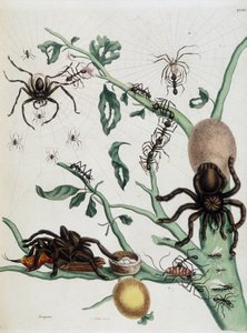 Arañas negras en Guajave alimentándose de hormigas o atrapando colobritgens en su nido en “Historia General de los Insectos de Surinam y Toda Europa” de Maria Sibylla Merian, 1771 de Maria Sibylla Merian