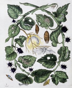 Mariposas y crisálida - dibujo de Maria Sibylla Merian, n.d., aprox. finales del siglo XVIII de Maria Sibylla Merian