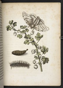 Oruga, capullo y mariposa, de 