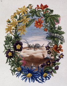 Hormiga - por Maria Sibylla Merian