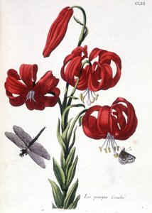 Lirio púrpura Curbé - en “Histoire générale des insects de Surinam et de toute l