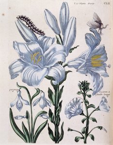 Lirio blanco derecho y borde de hoja larga - en "Historia general de los insectos de Surinam y de toda Europa" de Maria Sibylla de Merian, ed. Desnos, París