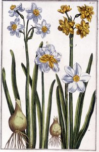 Narciso - en "Historia general de los insectos de Surinam y de toda Europa" de Maria Sibylla de Merian, ed. Desnos, París de Maria Sibylla Merian