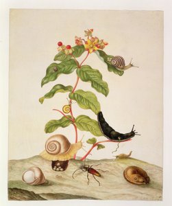 No.1146c Hypericum Baxiforum con caracoles y un escarabajo, 1695 de Maria Sibylla Merian